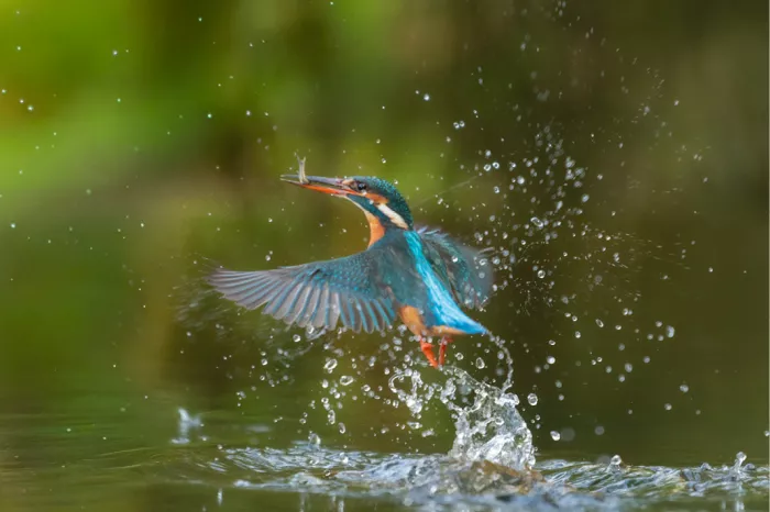 IJsvogel met een visje in de snavel stijgt met gespreide vleugels op uit opspattend water