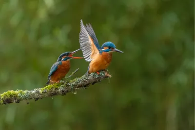 IJsvogelpaartje in gesprek, de foto