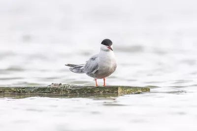 In de stilte, de foto