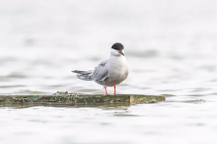 Stern met zwarte kap en rode poten staat op een drijvend stuk hout in licht, kalm water