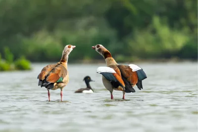 Oog in oog, de foto