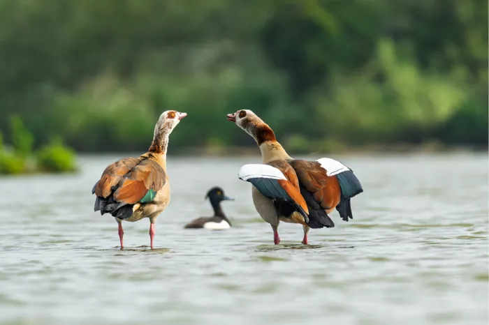 Twee nijlgansen staan dicht bij elkaar in het water, oog in oog met  op de achtergrond een waterhoentje tussenin; de zachte achtergrond benadrukt het tafereeltje