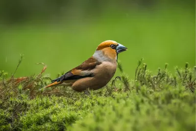Appelvink, Stoere bink, de foto