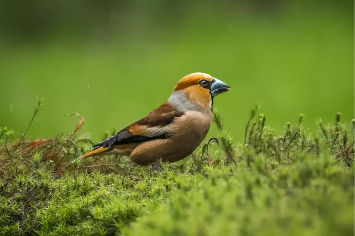 Een appelvink zit laag tussen het mos en het frisse groen. Zijn krachtige snavel, warme roestbruine verenkleed en alerte houding geven deze compacte zangvogel een stoer karakter, terwijl de zachte achtergrond alle aandacht naar het onderwerp trekt.