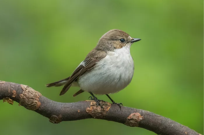 Een bonte vliegenvanger zit rustig op een tak en houdt zijn omgeving aandachtig in de gaten. De zachte groene achtergrond en het subtiele licht benadrukken het fijne verenkleed en de elegante uitstraling van deze sierlijke zangvogel.