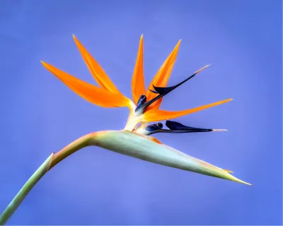 Strelitzia, exotisch violet, de foto