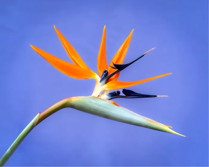 De opvallende Strelitzia komt prachtig tot zijn recht tegen een diepblauwe achtergrond. De levendige oranje en blauwe kleuren vormen een krachtig contrast en benadrukken de elegante, exotische vorm van deze bijzondere bloem.