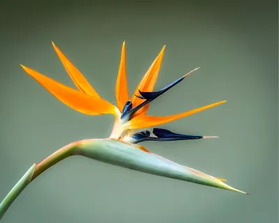 Strelitzia, exotische elegantie, de foto