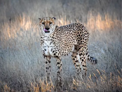 Cheetah, blik op de savanne, de foto