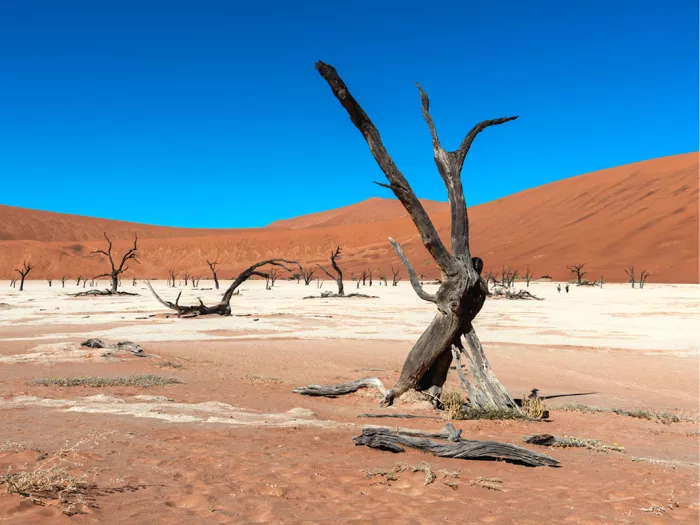 Een eeuwenoude, dode acaciaboom staat als stille getuige in het uitgedroogde kleibekken van Deadvlei, omringd door de imposante rode duinen van de Namibwoestijn. Het contrast tussen de witte bodem, de diepblauwe lucht en de oranjerode duinen maakt dit iconische landschap uniek.