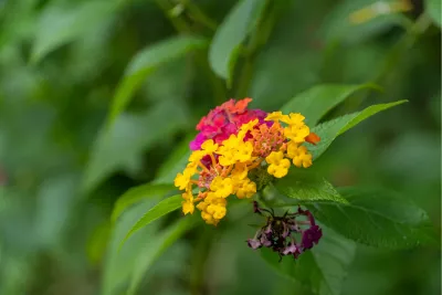 Lantana in bloei, de foto