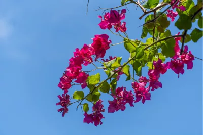 Roze tegen blauw, de foto