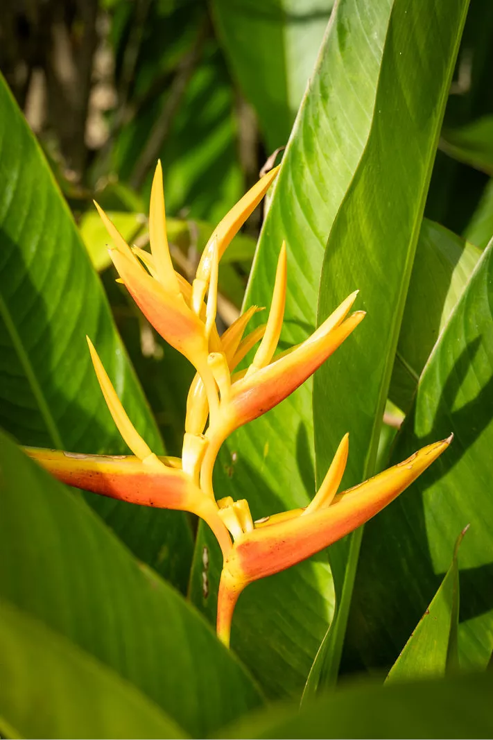 Gele heliconiabloem met oranjerode randen tussen brede, glanzende tropische bladeren