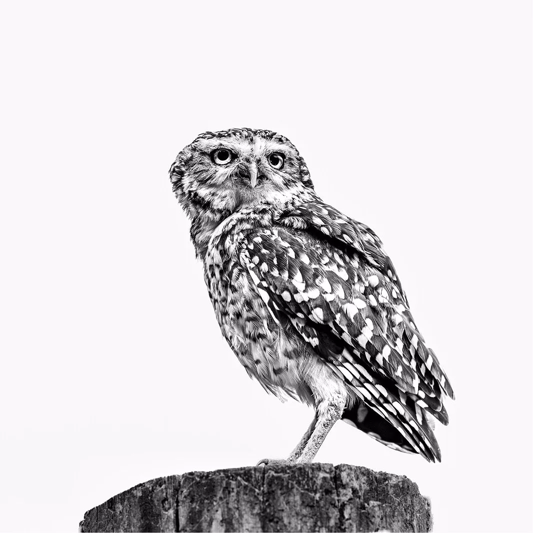 Vanaf een houten paal kijkt een steenuil recht in de lens, terwijl het lichte, egale decor alle aandacht op de vogel legt.
