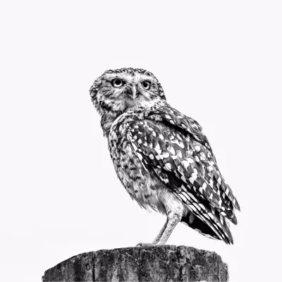 Blik van het uiltje, de foto
