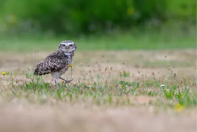 Alert door het gras, de foto