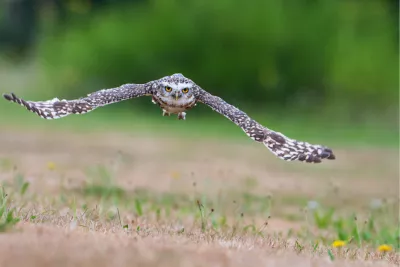 Uiltje in vlucht, de foto