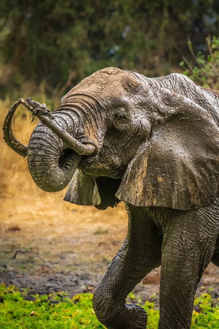 Met modder bedekte olifant krult zijn slurf over de kop tussen droog gras en groene planten