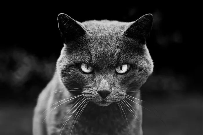 Grijze kat met lichte ogen en lange snorharen die streng in de lens kijkt, in zwart-wit tegen een donkere achtergrond