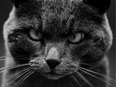 Intense blik van een kat 4, de foto