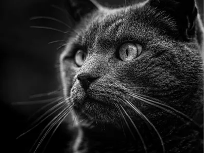 Intense blik van een kat 2, de foto