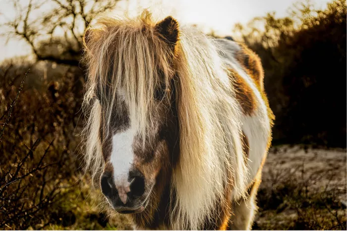 Bonte shetlandpony met lange blonde manen in tegenlicht bij zonsondergang tussen struiken