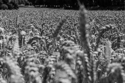 Tarweveld 1, de foto