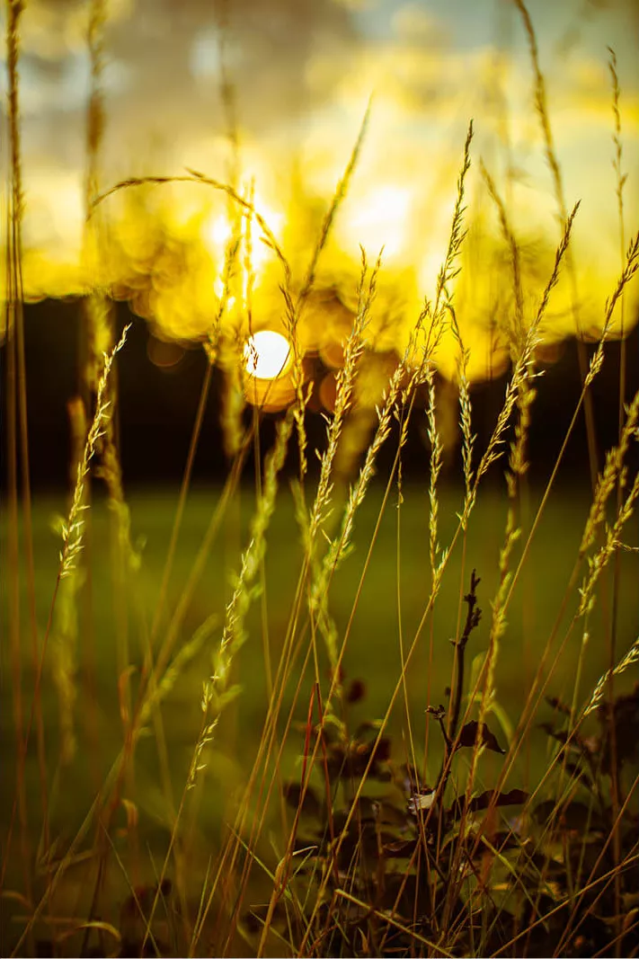 Grasstengels met pluimen in het gouden tegenlicht van de ondergaande zon, met zachte lichtvlekken