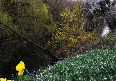 Lente aan de beek, de foto