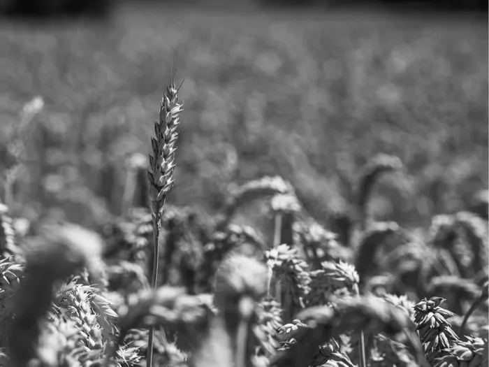 Enkele tarweaar scherp boven een vervaagd tarweveld, in zwart-wit
