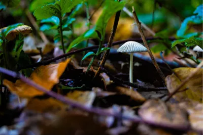 Witte paddenstoel tussen herfstbladeren, de foto
