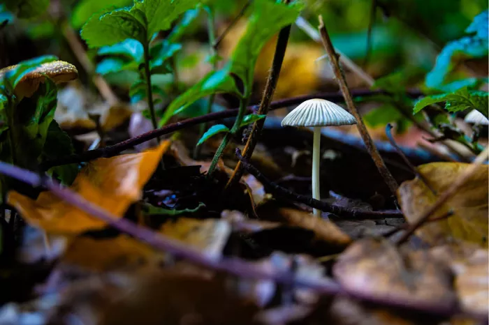Kleine witte paddenstoel tussen herfstbladeren, takjes en groene blaadjes op de bosgrond