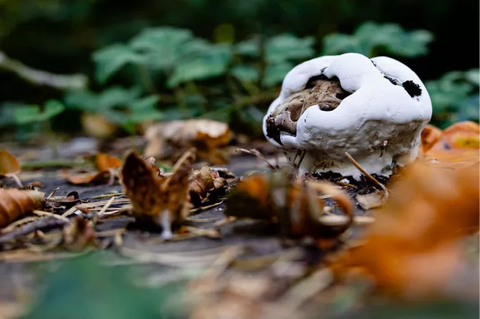 Grote witte, vergane paddenstoel met gescheurde hoed tussen oranje herfstbladeren en klimop