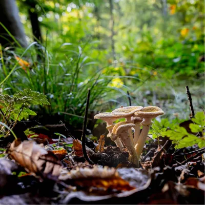 Groep paddenstoelen in herfstbos, de foto