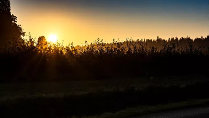 Een warme zonsopgang schijnt door dicht struikgewas terwijl de lage mist een dromerige sfeer creëert. De gouden lichtstralen geven het landschap een serene en magische uitstraling.
