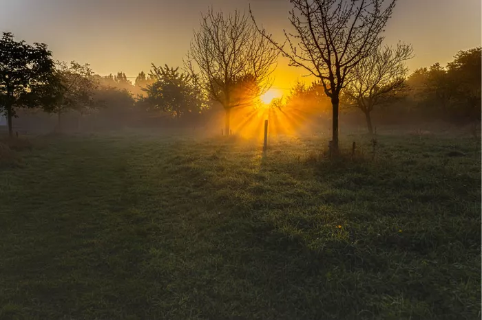 Intense zonnestralen breken door de bomen in een mistige ochtendweide. Het landschap baadt in warme tinten en zachte nevel, wat een krachtige en sfeervolle compositie oplevert.