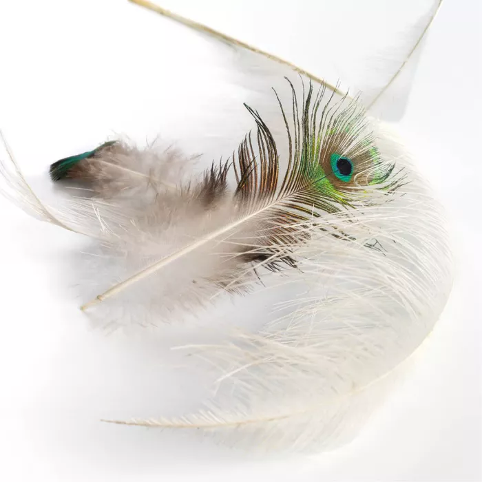 Een lichte, elegante compositie van delicate veren, met centraal een opvallende pauwveer waarvan het iriserende oog in groen-blauw subtiel schittert tegen een zachte, high-key achtergrond. 