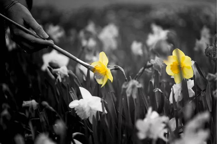 Een veld vol narcissen komt tot leven wanneer één felgele bloem zorgvuldig wordt ‘ingekleurd’ met een penseel, terwijl de rest van de scène in zacht Zwart-Wit blijft. 