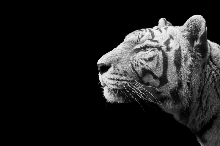Zwart-witportret van een witte tijger in zijlicht, met de kop omhoog gericht tegen een egaal zwarte achtergrond, met donkere strepen, fijne snorharen en een scherp getekende vacht.