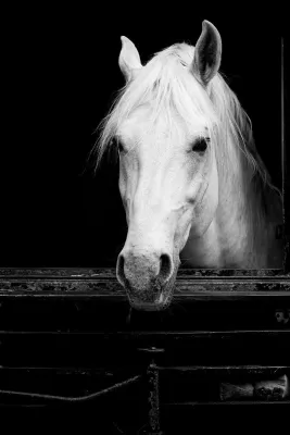 Wit Paard in Stalraam, de foto